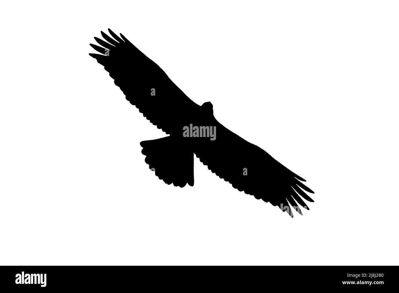 Silhouette de jeune aigle doré européen (Aquila chrysaetos) en vol, entourée d'un fond blanc pour montrer les formes des ailes, de la tête et de la queue Banque D'Images