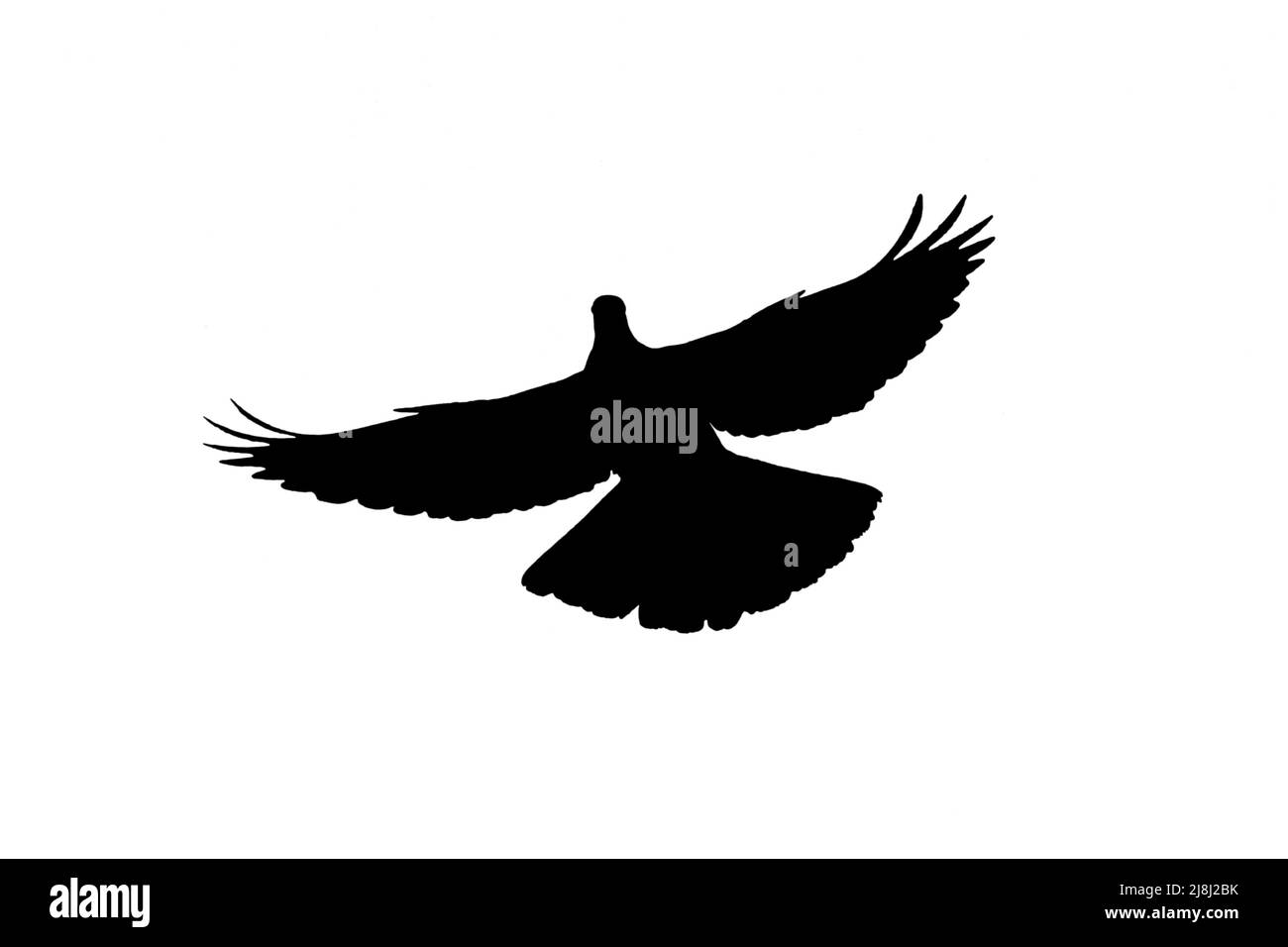 Silhouette de pigeon en bois commun (Columba palumbus) en vol entourée d'un fond blanc pour montrer les formes d'ailes, de tête et de queue Banque D'Images