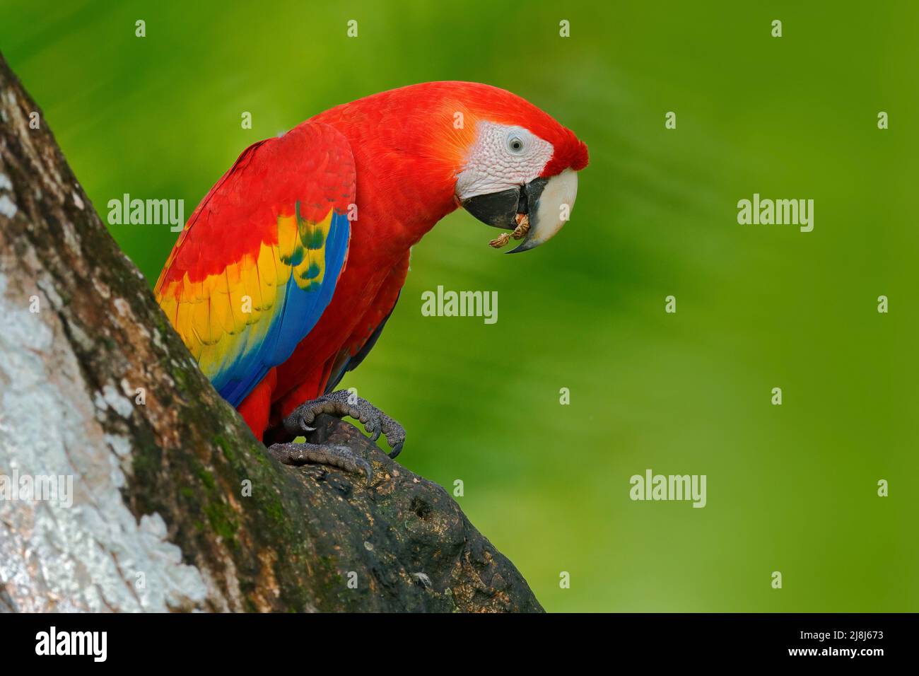 Perroquet rouge dans le trou de nid. Parrot Scarlet Macaw, Ara macao, dans la forêt tropicale vert foncé, Costa Rica, scène de la faune de la nature tropique. Oiseau rouge i Banque D'Images