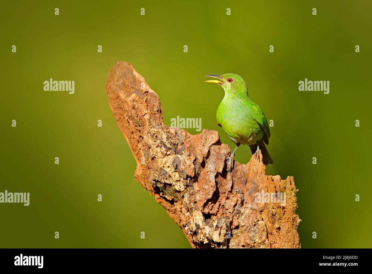 Green Honeyrampante, Chlorophanes spiza, Malachite exotique vert et bleu oiseau forme Costa Rica. Portrait en gros plan d'un animal agréable dans l'habitat. TW Banque D'Images