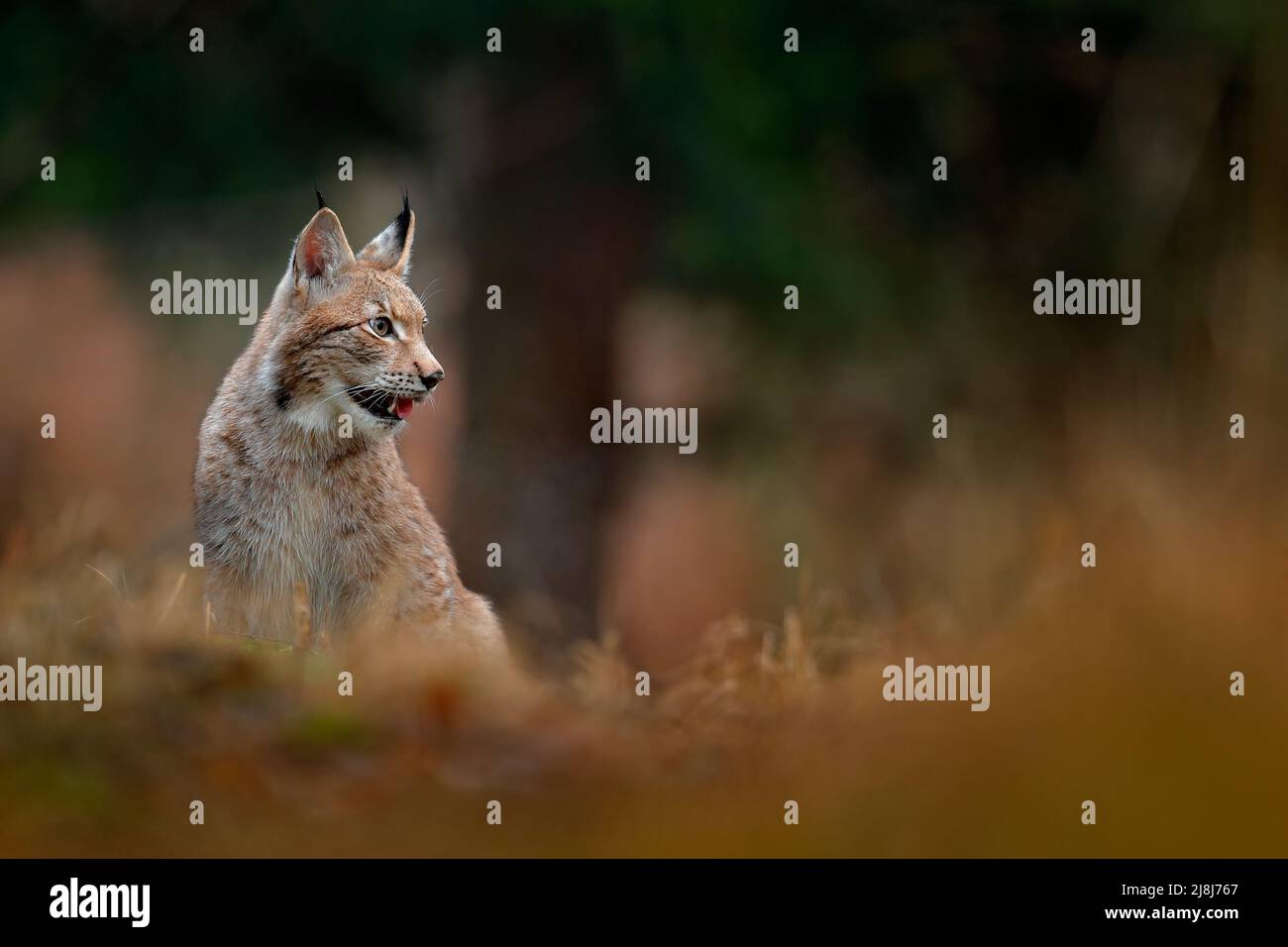 Chat sauvage assis Lynx eurasien dans des feuilles d'automne orange, forêt en arrière-plan. Scène de la faune en Europe. Chat sauvage de Suède. Lynx caché dans les forts Banque D'Images