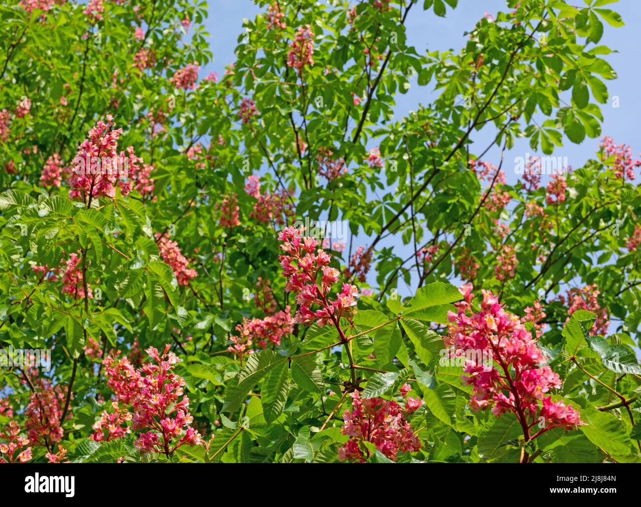Châtaigne à fleurs rouges, Aesculus rubicunda, gros plan Banque D'Images