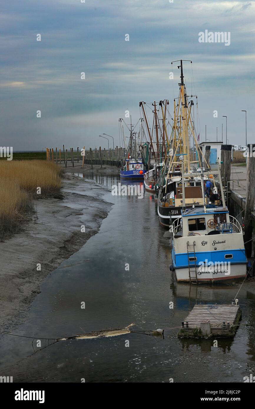 poissons à marée basse dans un port sur la mer du nord Banque D'Images