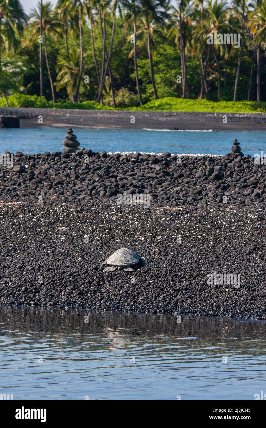 Une tortue de mer verte (Chelonia mydas) se prélasse au soleil sur la plage de roches de lave noires de la lagune de Wainanalii dans la réserve du parc national de Kiholo, Hawaï. Banque D'Images