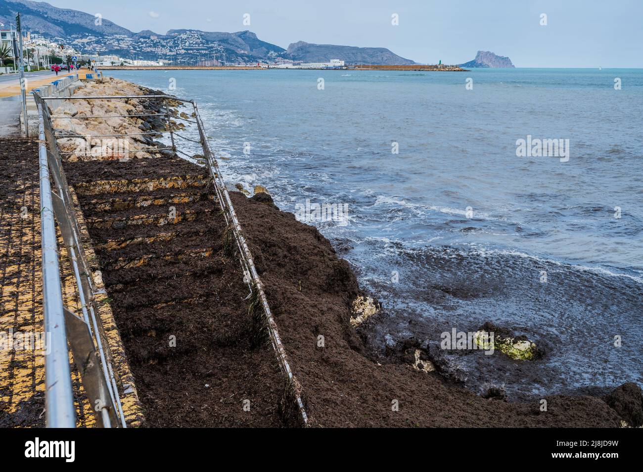 Accumulation d'algues brunes sur les rives d'Altea, Alicante, Espagne Banque D'Images