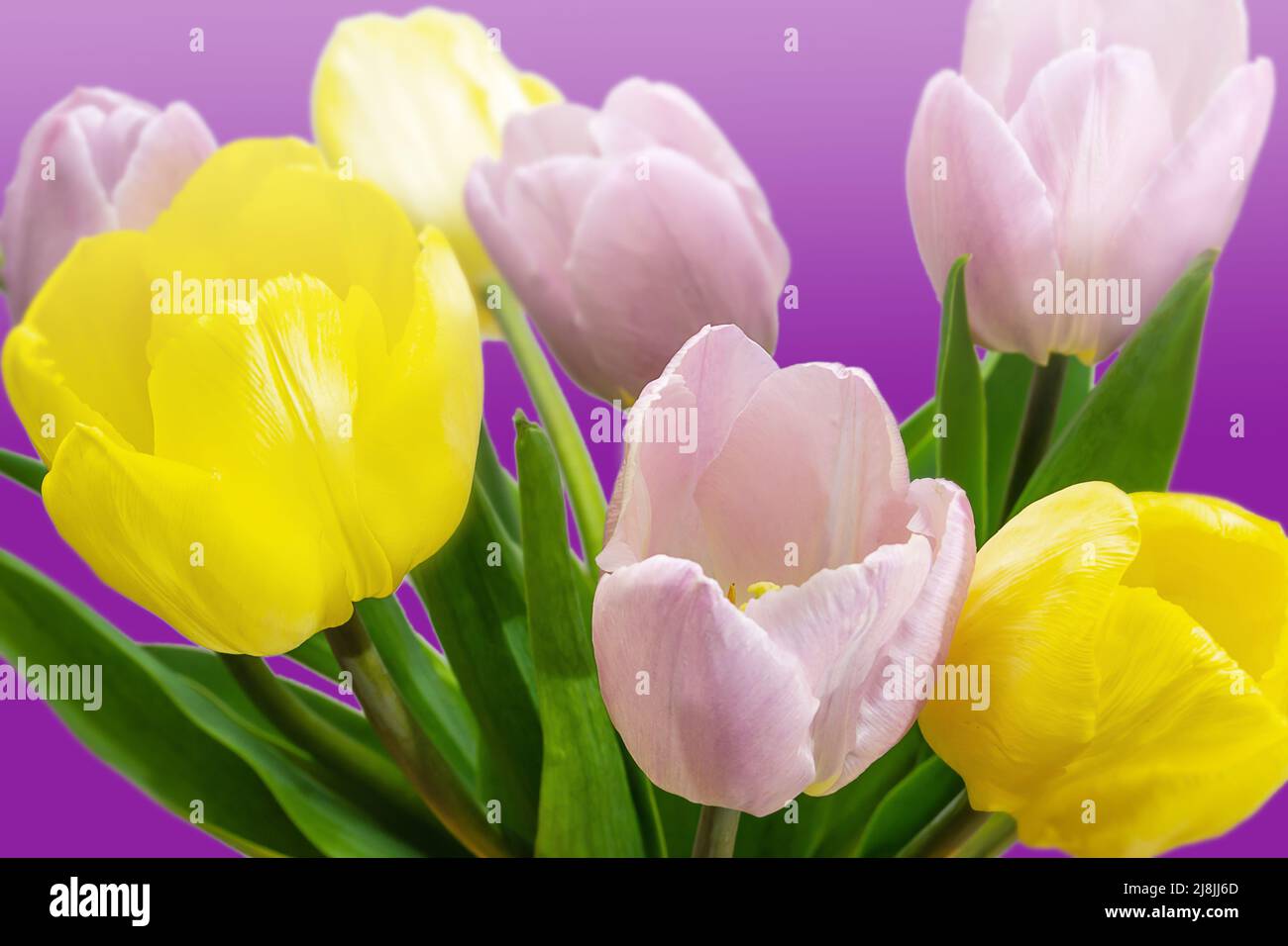 bouquet de tulipes sur fond bleu gros plan Banque D'Images