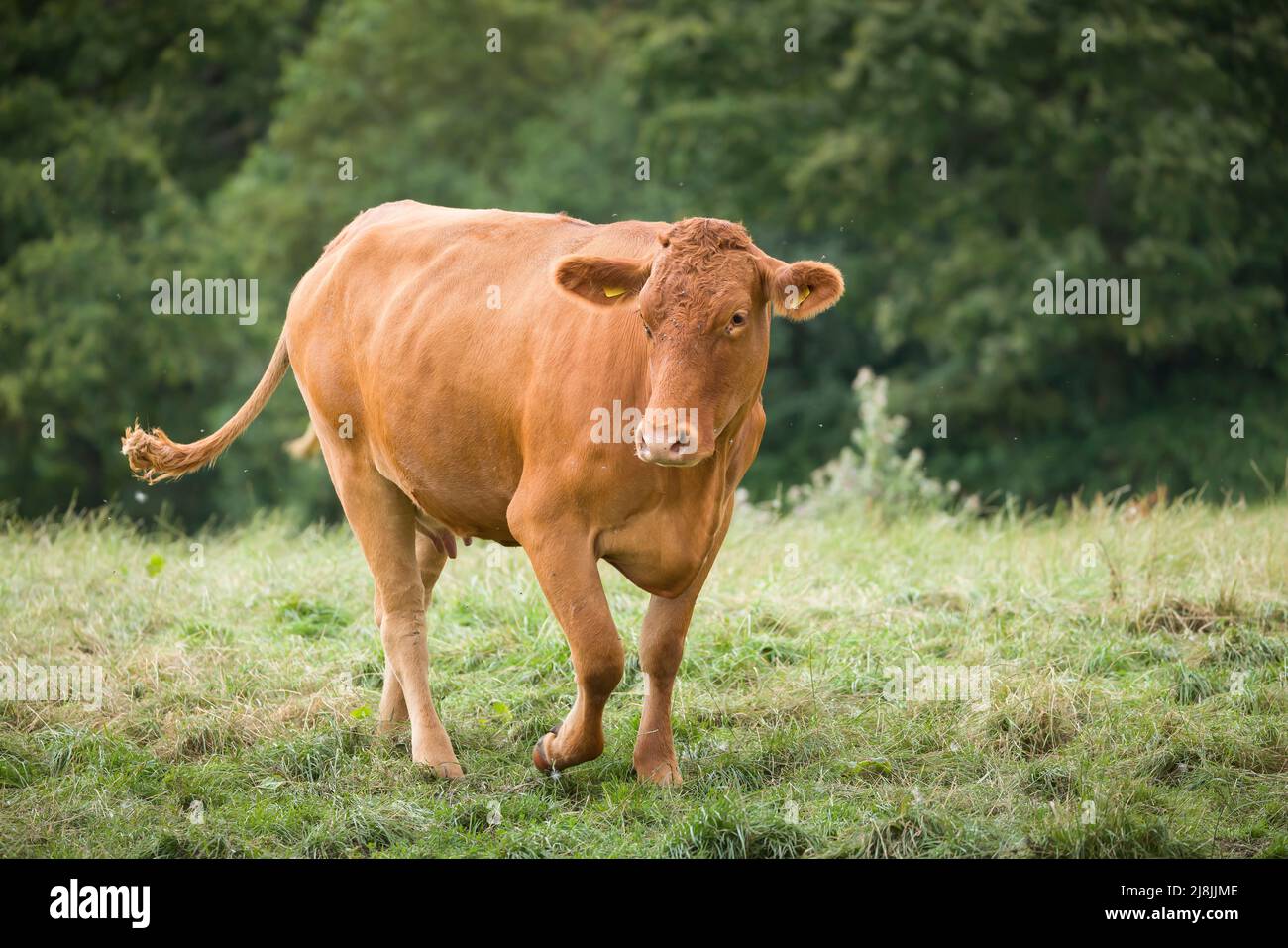 Vache Hereford (bovins de boucherie) dans un champ ou un pâturage sur une terre agricole, Buckinghamshire, Royaume-Uni Banque D'Images
