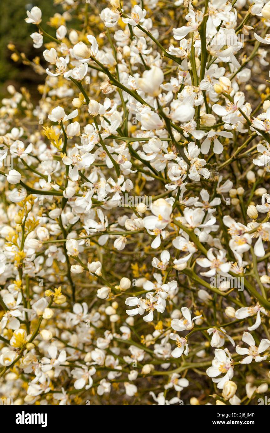 Orange trifoliate, Trifoliata Citrus ou Trifoliata Poncirus Banque D'Images