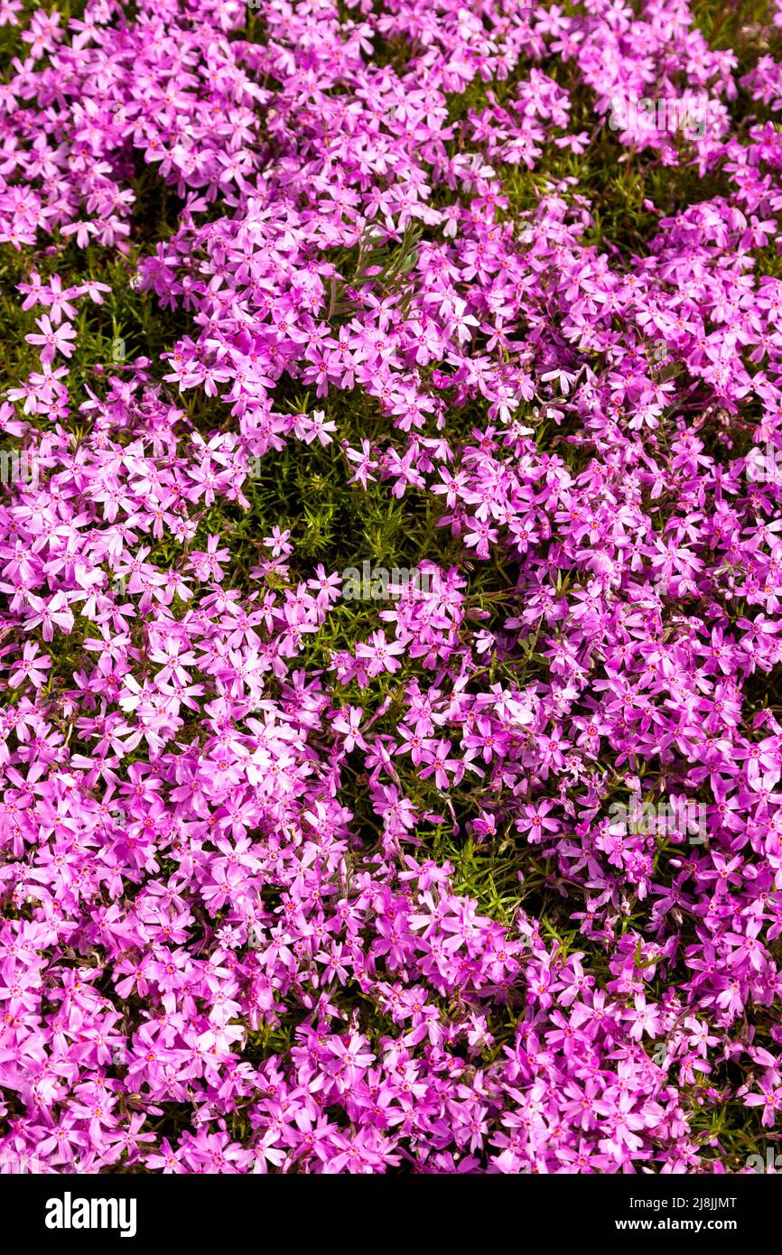 gros plan de phlox subulata marjorie Banque D'Images