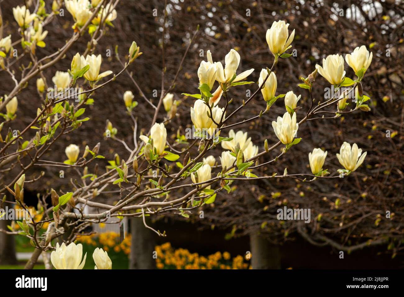 Magnolia 'Elizabeth' un magnolia hybride Banque D'Images