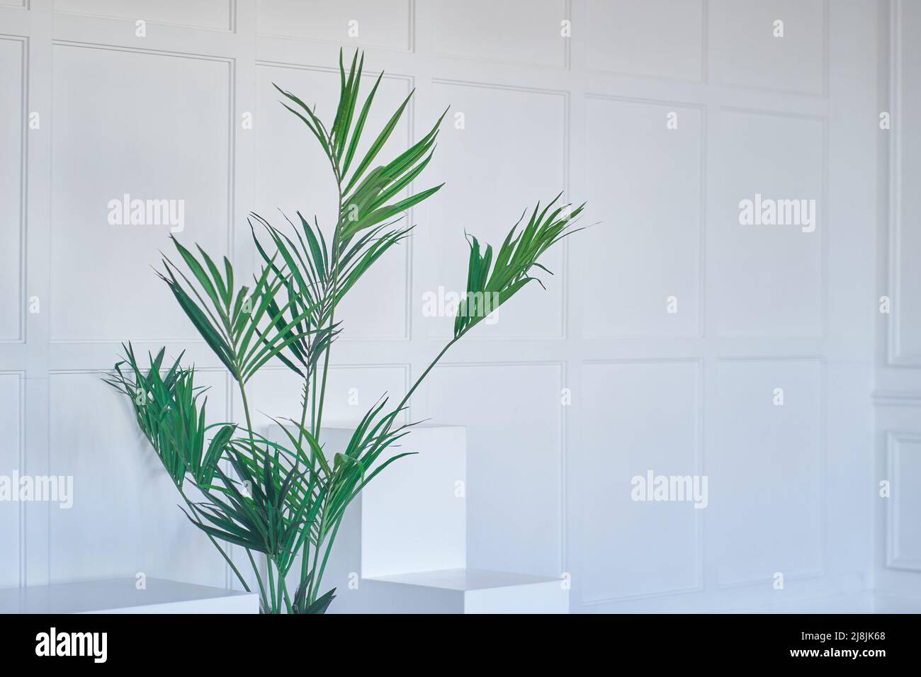 Vue latérale, disposition du support pour la présentation du produit. Concept minimal. Abstrait blanc podium vide avec feuilles de palmier sur fond blanc. Photo de haute qualité Banque D'Images Vue latérale, disposition du support pour la présentation du produit. Concept minimal. Abstrait blanc podium vide avec feuilles de palmier sur fond blanc. Photo de haute qualité Banque D'Images
