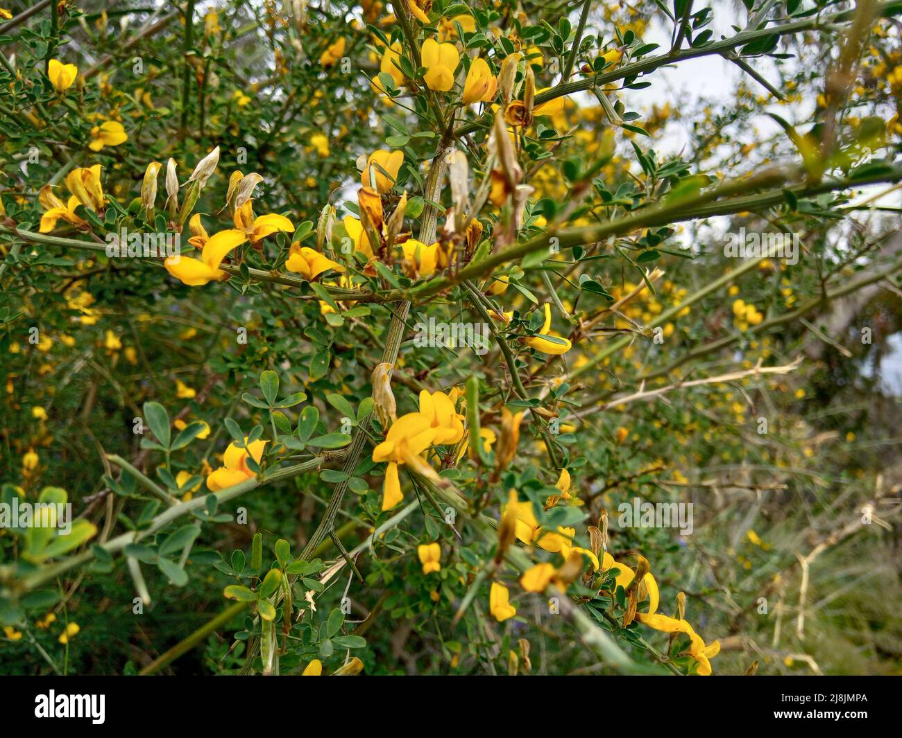 Gros plan de fleurs jaunes Broom épineux - Calicotome villosa Banque D'Images