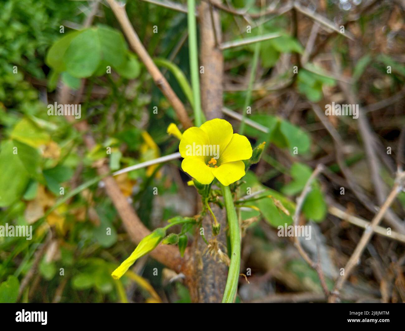 Fleurs sauvages jaunes des Woodsorrels - genre Oxalis Banque D'Images