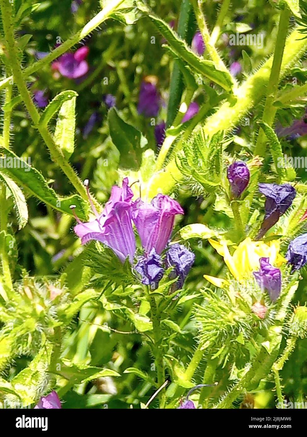 Fleurs sauvages de Viper's-Buglosses - genre Echium Banque D'Images