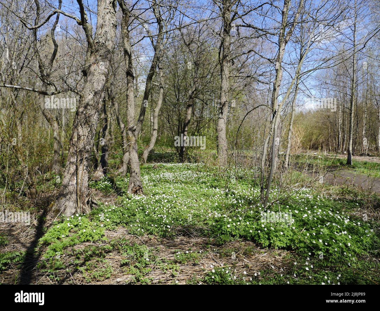 forêt de la glade parsemée de fleurs sauvages anemone primrosiers, beau paysage de printemps chaud temps ensoleillé Banque D'Images