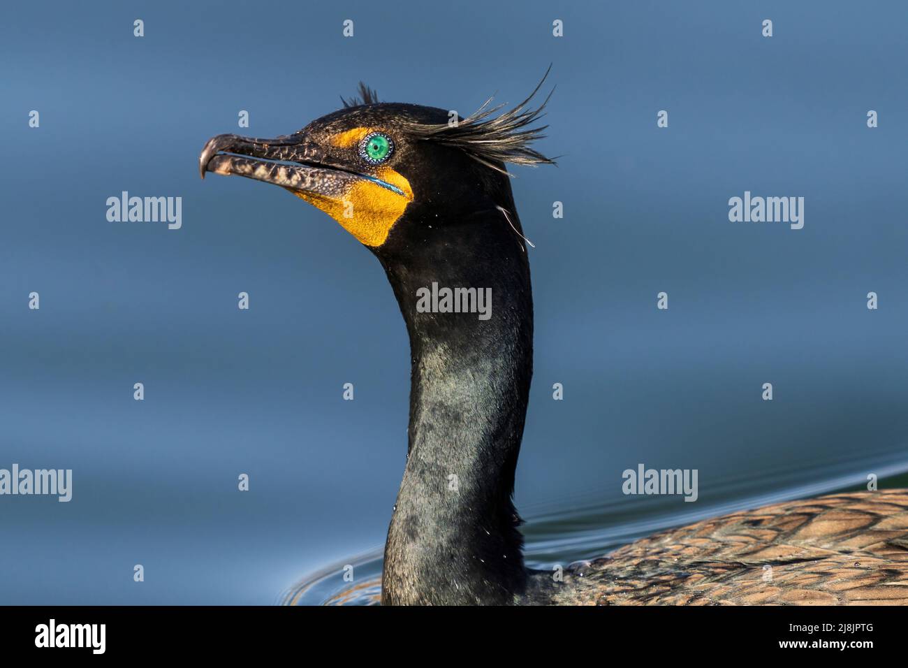 Portrait en gros plan d'un Cormorant à double crête avec de beaux yeux de couleur aqua et plumes de la tête de touft pendant la saison de reproduction. Banque D'Images