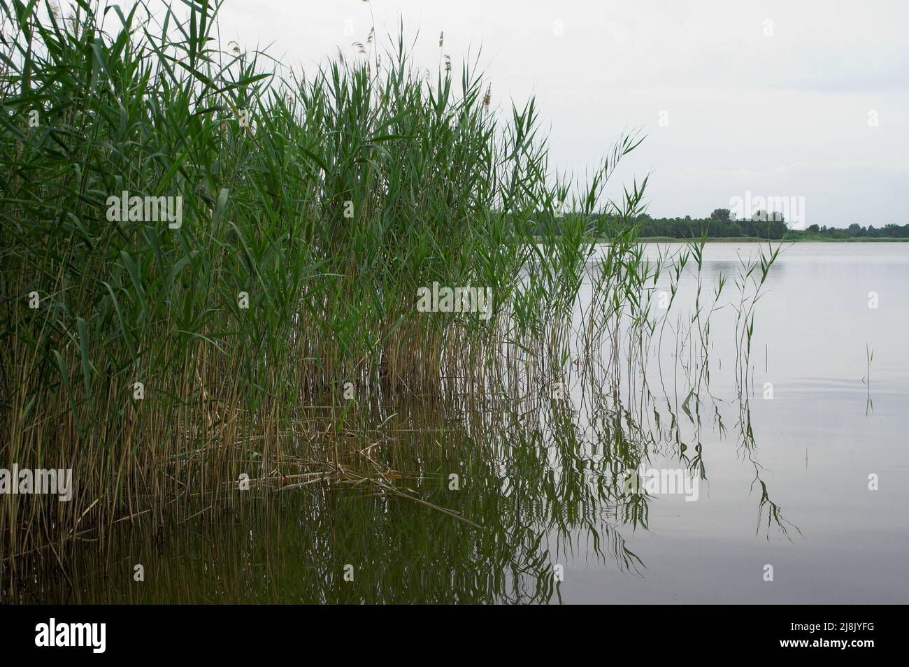 Górsko, Wielkopolska, Großpolen, Grande Pologne, Polen, Polska, Reed poussant sur la rive du lac Górskie; Schilf wächst am Seeufer. Trzcina W wodzie Banque D'Images