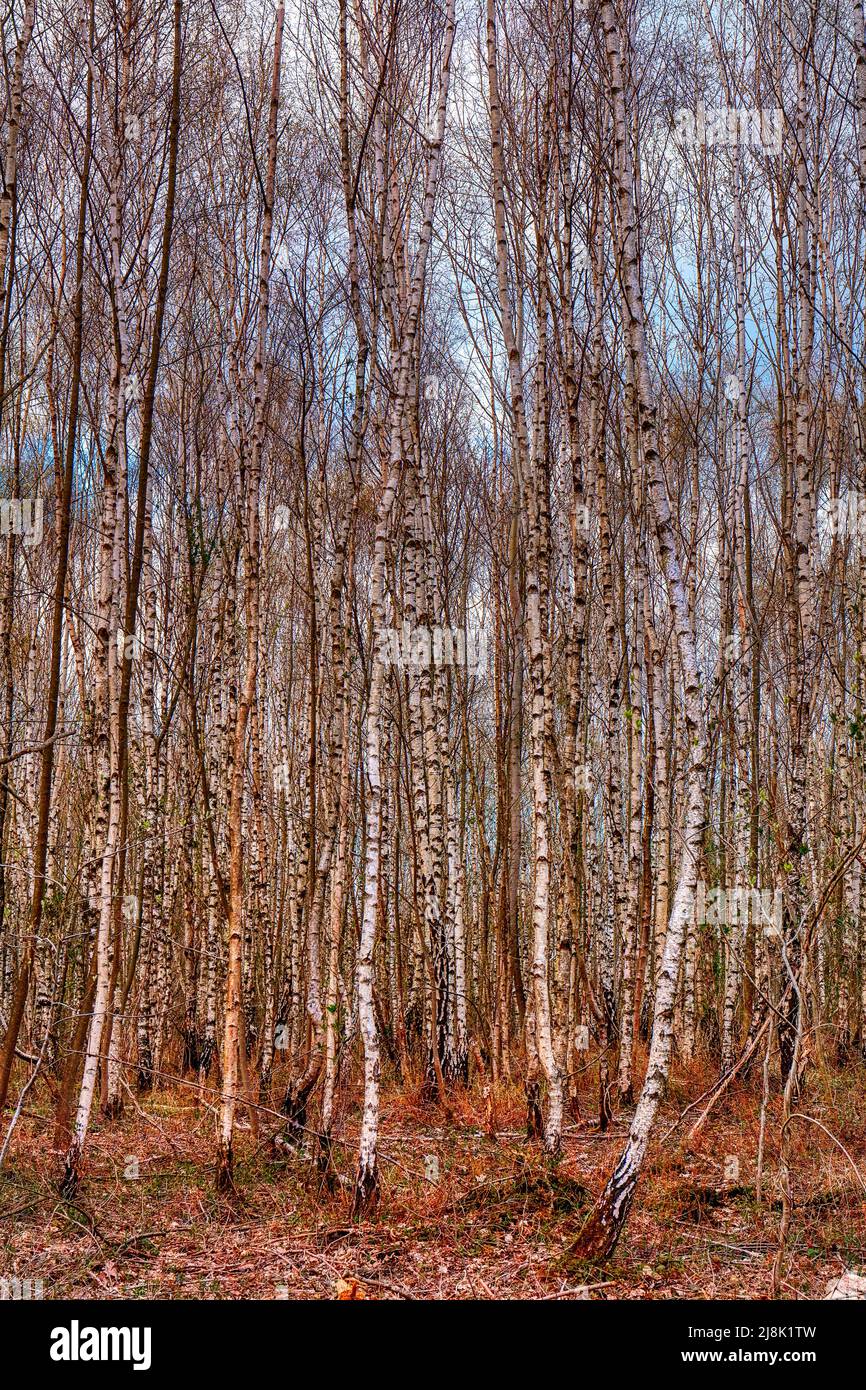 Bouleau à papier, bouleau argenté, bouleau blanc européen, bouleau blanc (Betula pendula, Betula alba), forêt de bouleau, troncs, Allemagne, Rhénanie-du-Nord-Westphalie Banque D'Images