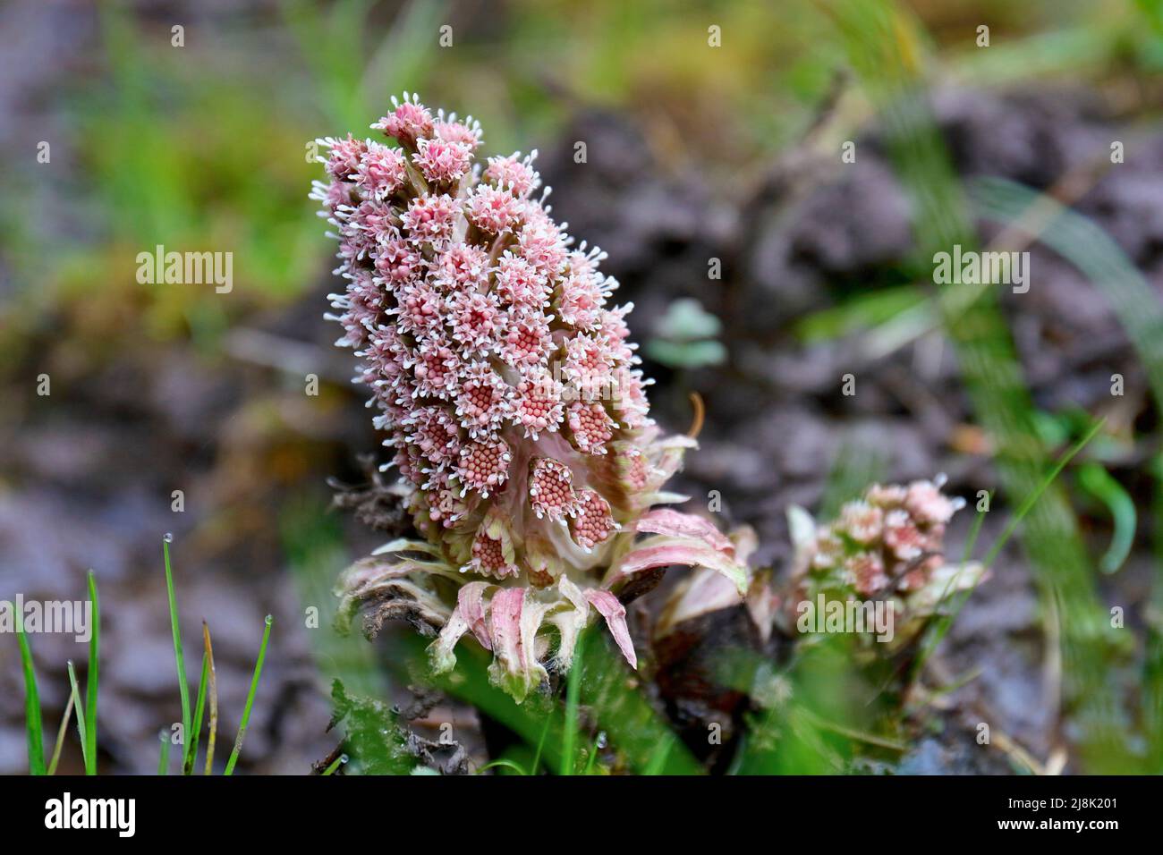 Butterburr (Petasites hybridus), inflorescence, Allemagne, Rhénanie-du-Nord-Westphalie Banque D'Images