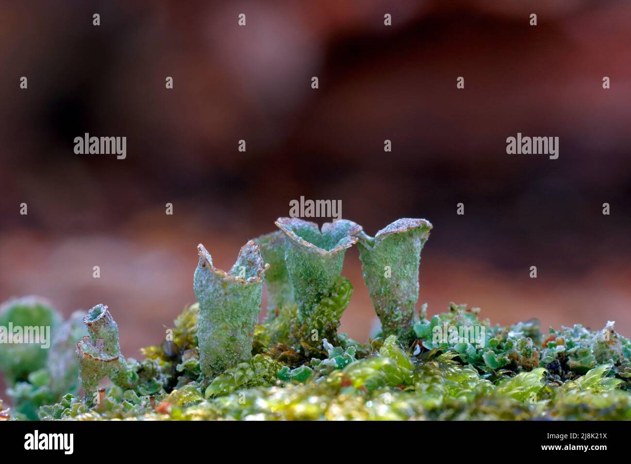 Cladonia (Cladonia fimbriata), apothécie, Allemagne, Rhénanie-du-Nord-Westphalie Banque D'Images