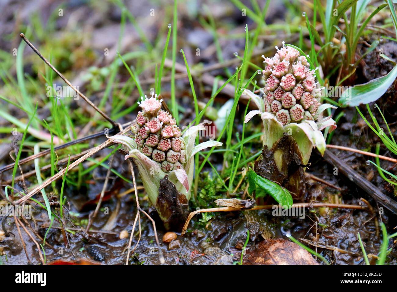 Butterburr (Petasites hybridus), deux butterburins en fleur, Allemagne, Rhénanie-du-Nord-Westphalie Banque D'Images