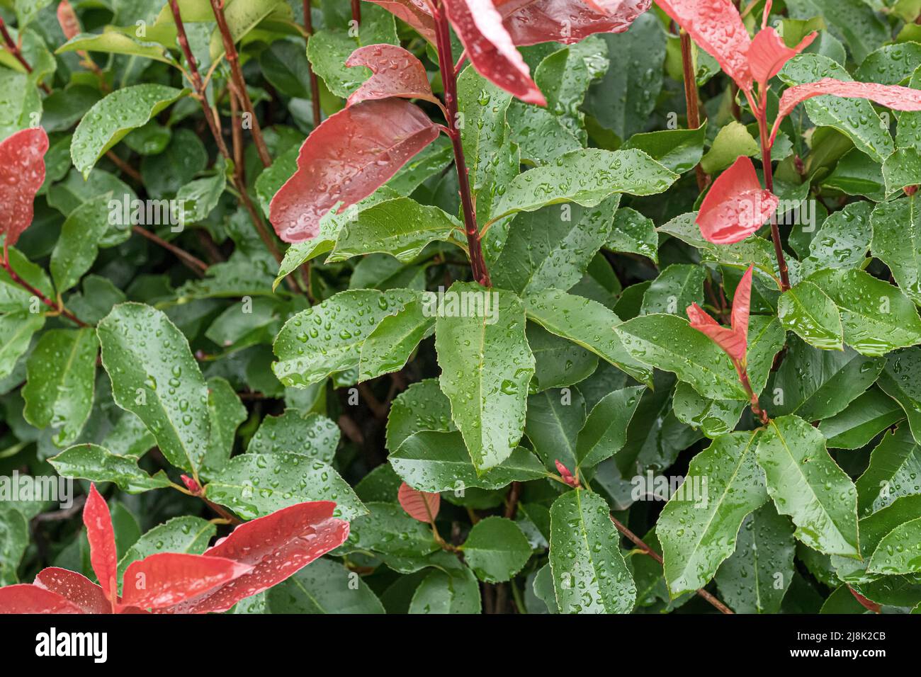 Fraser photinia (Photinia x fraseri 'Red Select', Photinia x fraseri Red Select, Photinia fraseri), feuilles avec raindrops, cultivar Red Select Banque D'Images