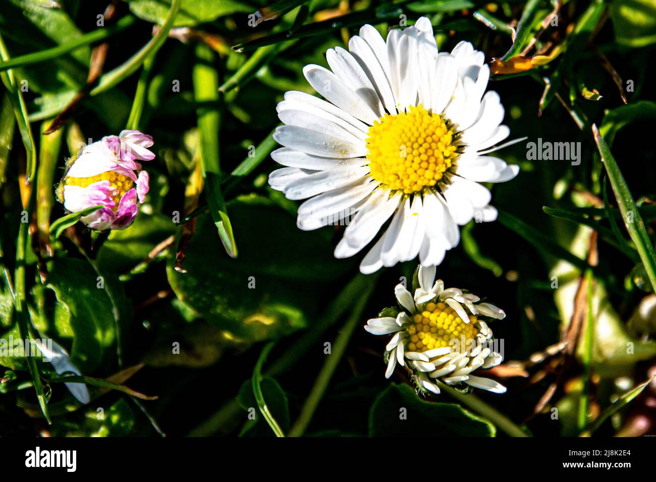 Trois pâquerettes profondes dans l'herbe, toutes à différents stades de floraison. Banque D'Images