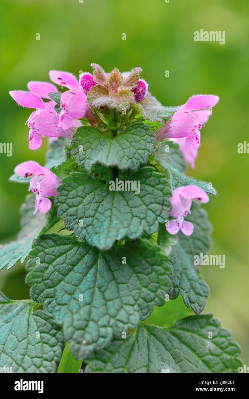 Ortie morte rouge, ortie morte pourpre (Lamium purpueum), fleurs, Allemagne, Rhénanie-du-Nord-Westphalie Banque D'Images