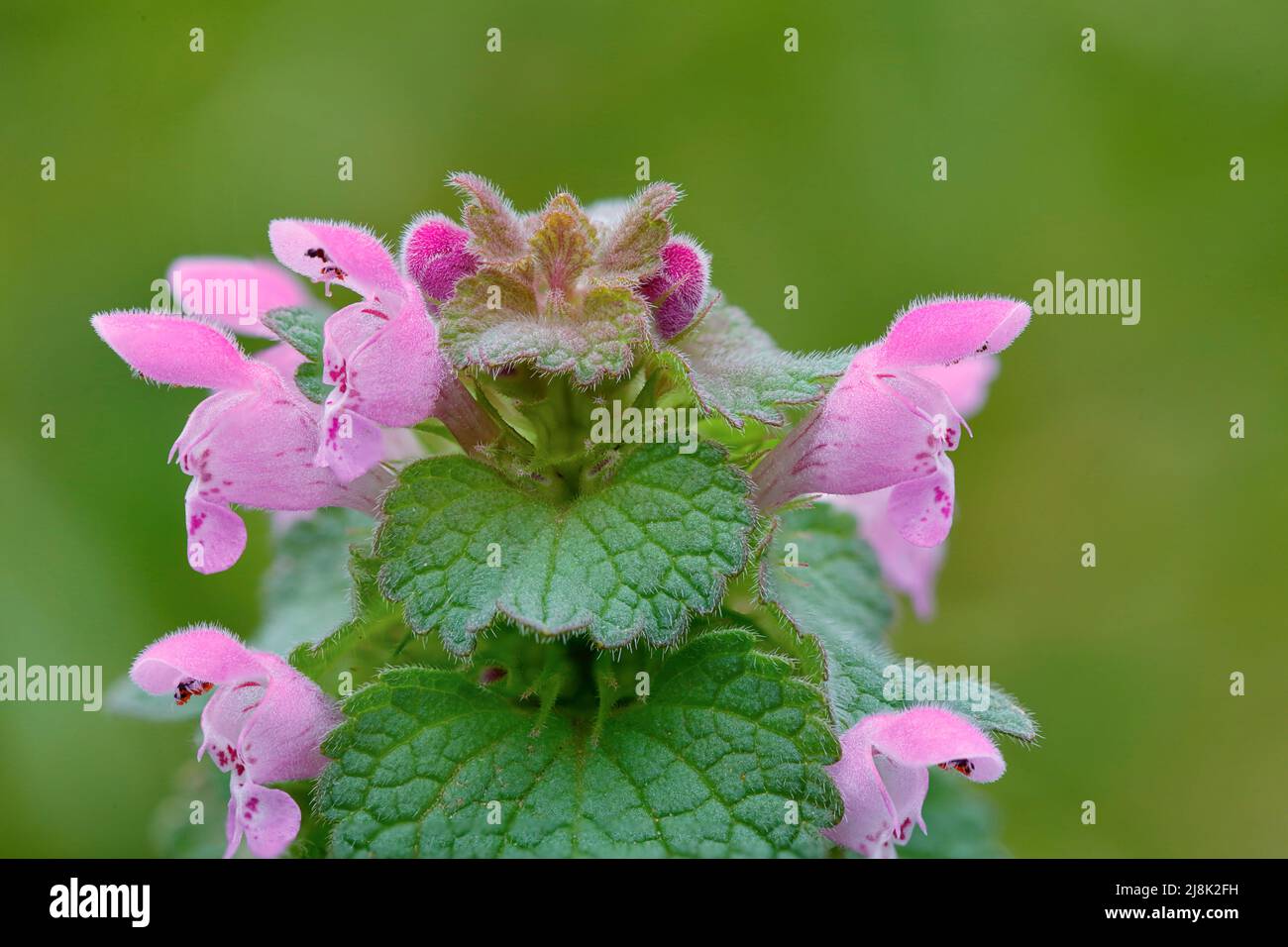 Ortie morte rouge, ortie morte pourpre (Lamium purpueum), fleurs, Allemagne, Rhénanie-du-Nord-Westphalie Banque D'Images