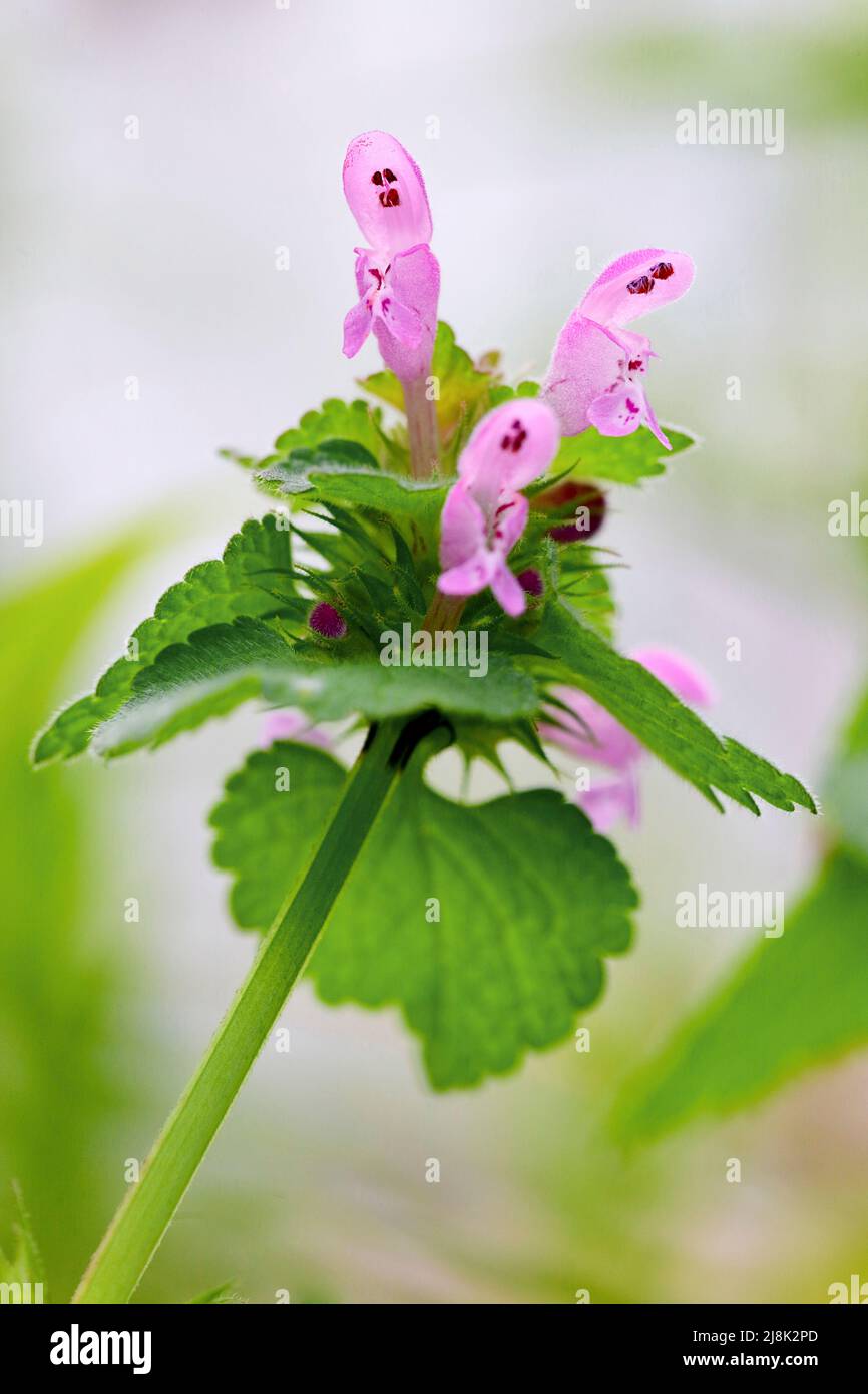 Ortie morte rouge, ortie morte pourpre (Lamium purpueum), fleurs, Allemagne, Rhénanie-du-Nord-Westphalie Banque D'Images
