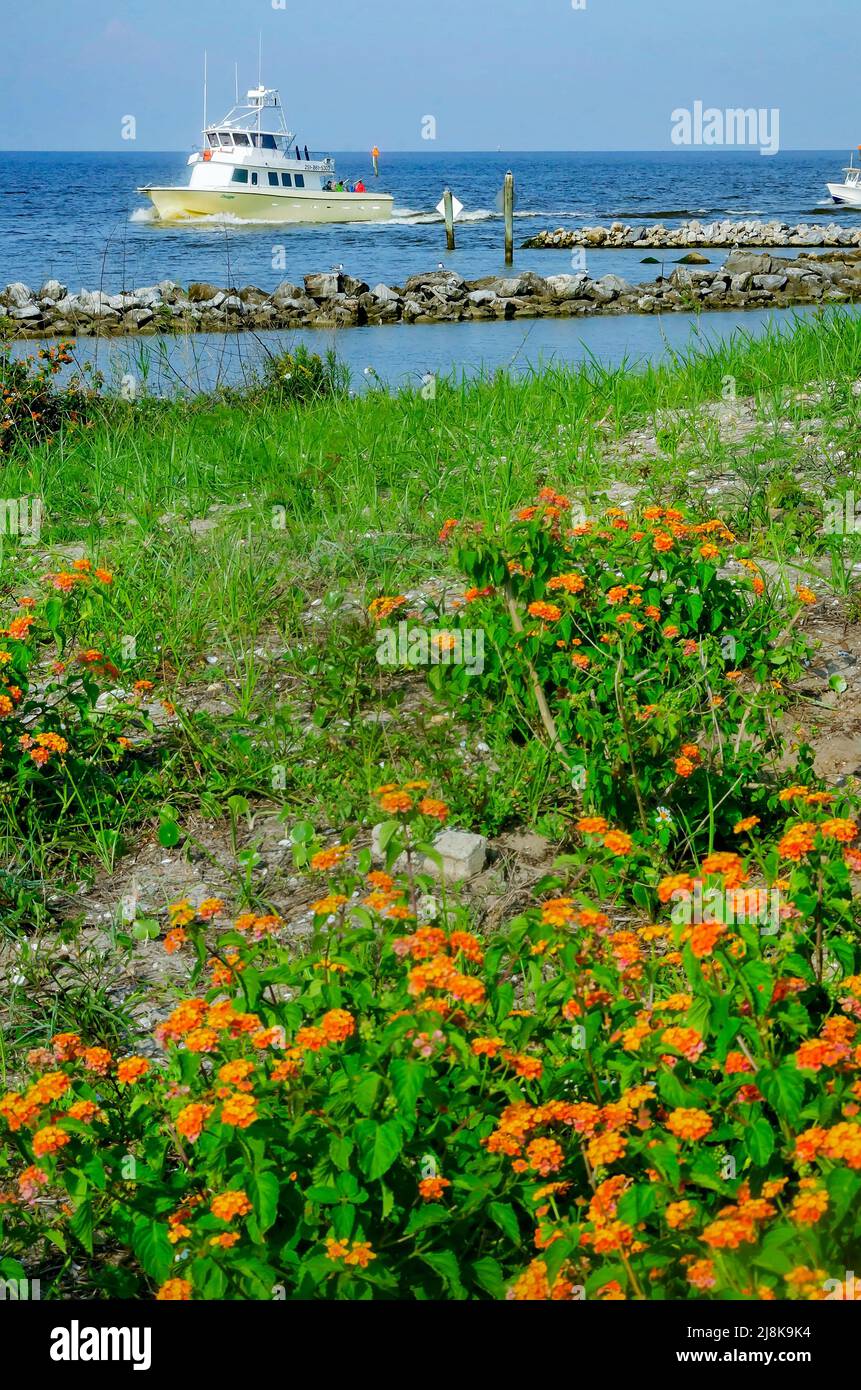 Un bateau passe devant une lantana commune qui grandit sauvage le long du bord de l’eau, le 28 avril 2022, à Dauphin Island, en Alabama. Banque D'Images