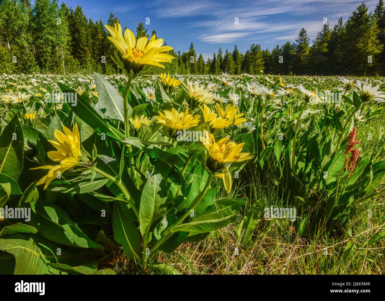 Les fleurs sauvages poussent enmasse le long de l'autoroute 20 à travers Island Park, Fremont County, Idaho, États-Unis, ajoutant la beauté à une route déjà belle. Banque D'Images