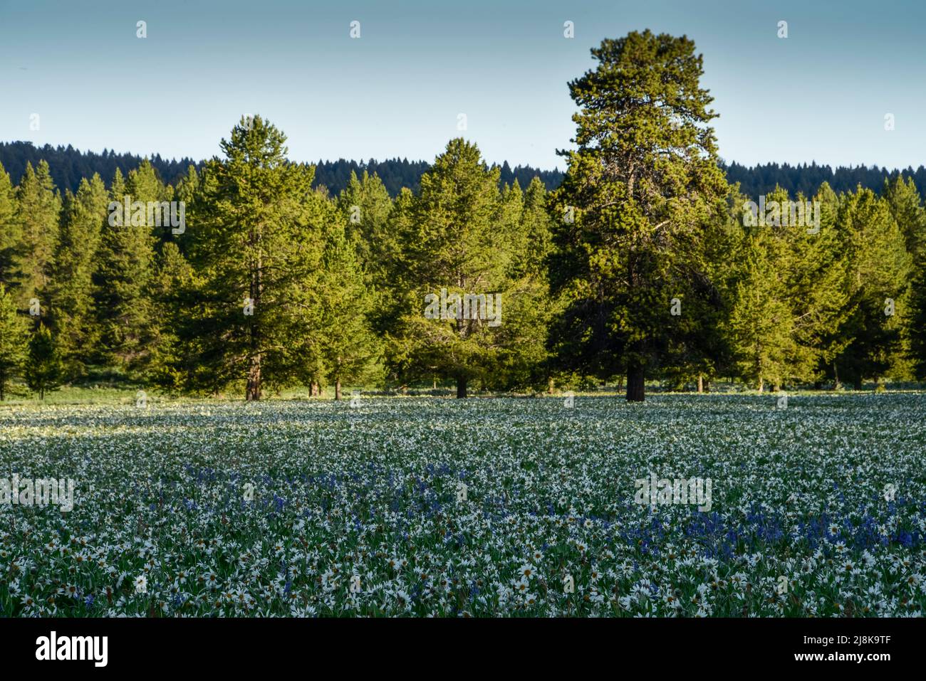 Des fleurs sauvages fleurissent en profusion le long de la route Red Rock à Island Park, comté de Fremont, Idaho, États-Unis Banque D'Images