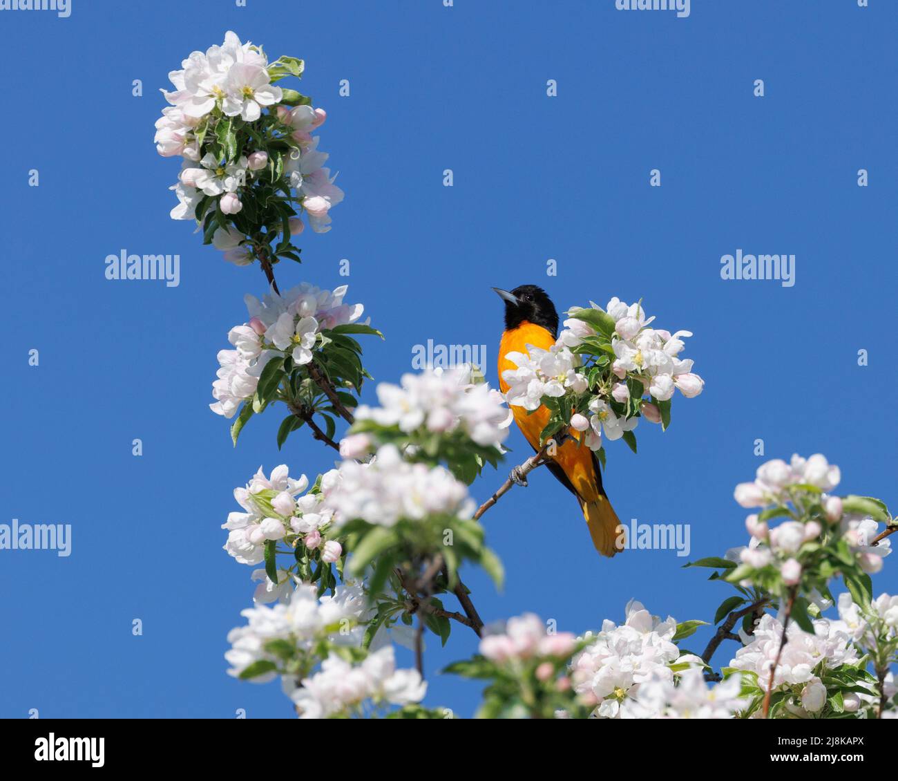 Un mâle Baltimore Orioles (Icterus galbula) perçant dans un arbre à fleurs contre le ciel bleu Banque D'Images