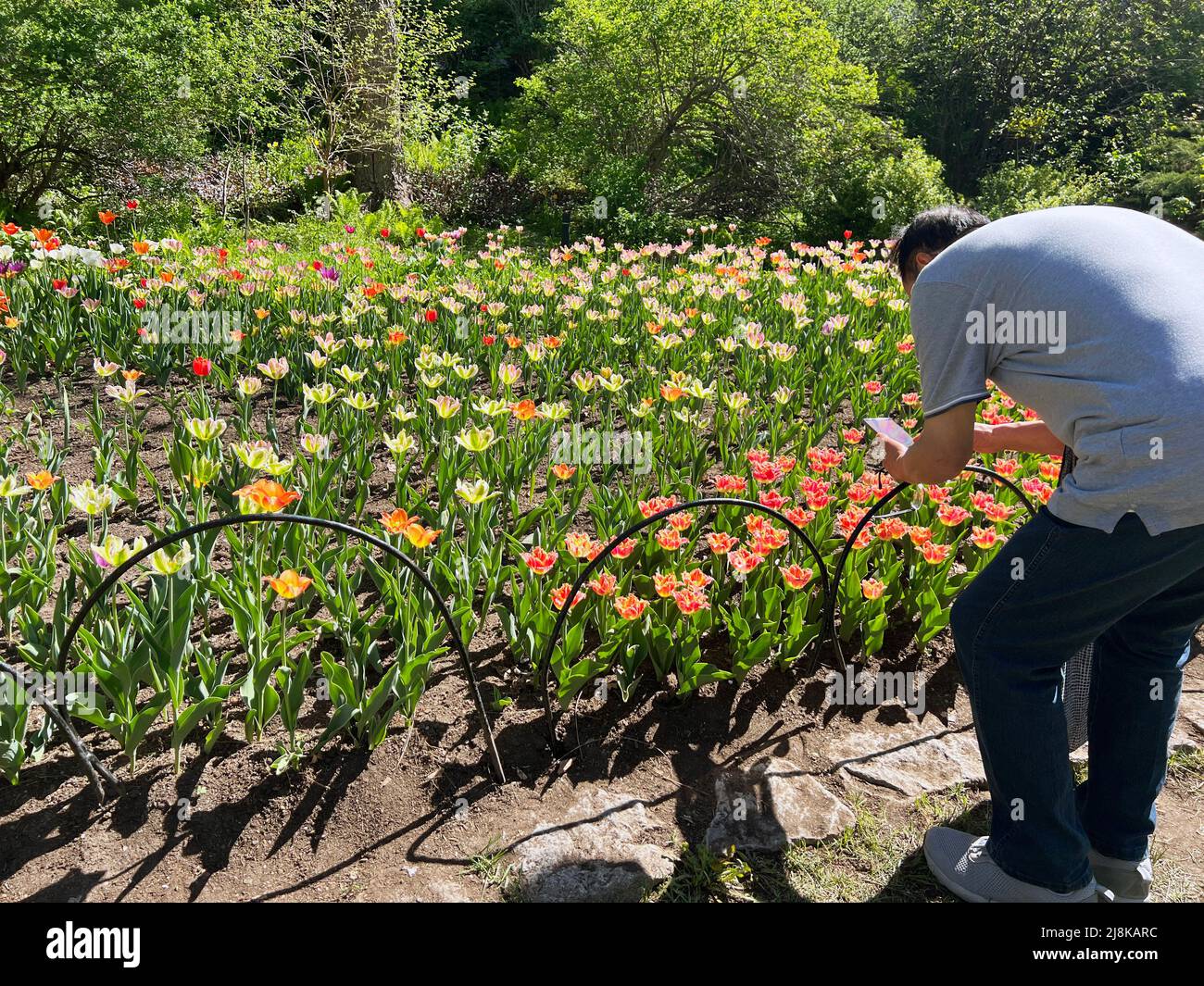 Un photographe capture une image au Festival des tulipes d'Ottawa, en Ontario, au Canada. Banque D'Images