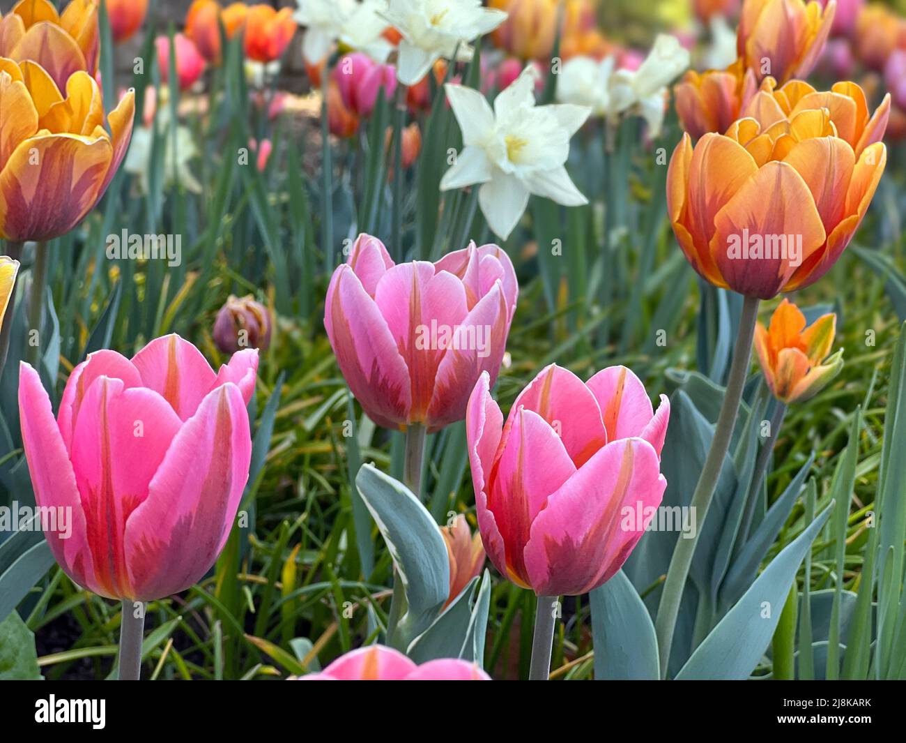 Belles fleurs vues au Festival annuel des tulipes d'Ottawa, une célébration annuelle dans la capitale nationale. Banque D'Images
