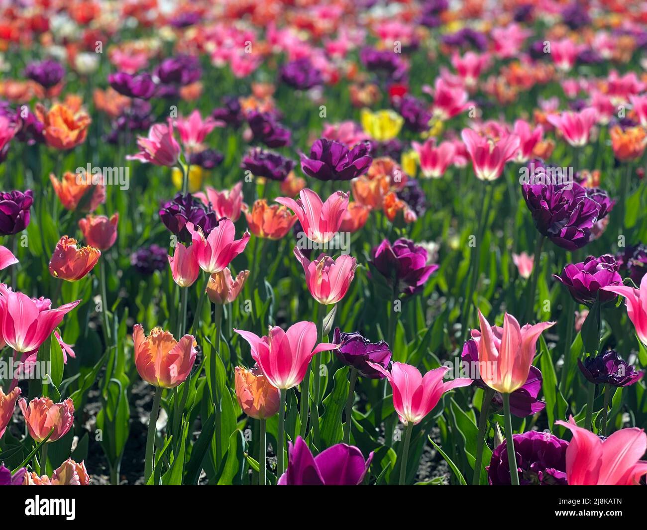 Belles fleurs vues au Festival annuel des tulipes d'Ottawa, une célébration annuelle dans la capitale nationale. Banque D'Images