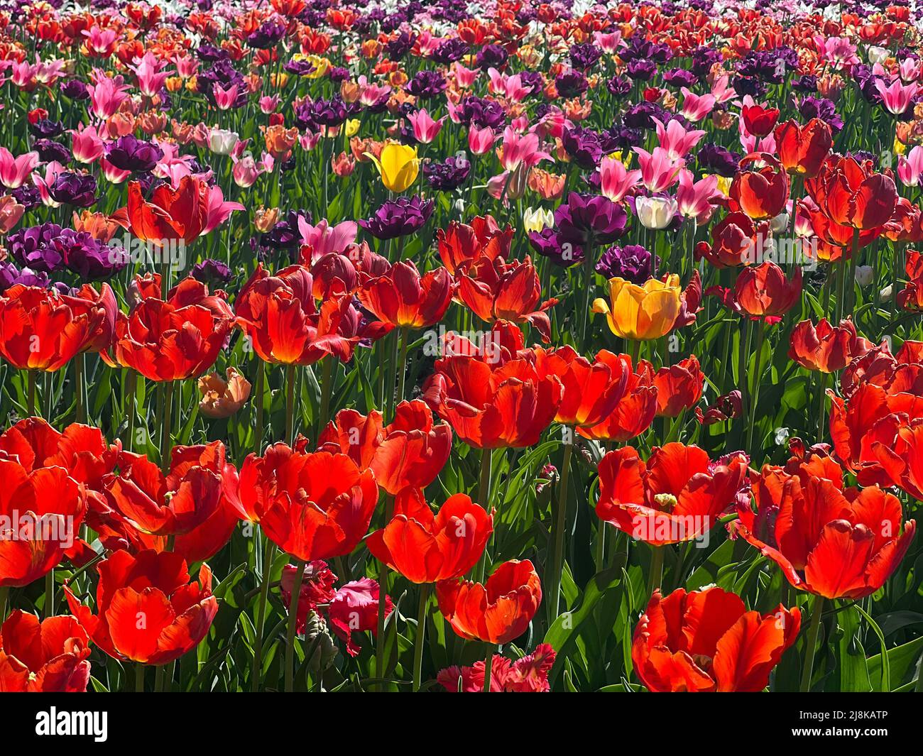 Belles fleurs vues au Festival annuel des tulipes d'Ottawa, une célébration annuelle dans la capitale nationale. Banque D'Images