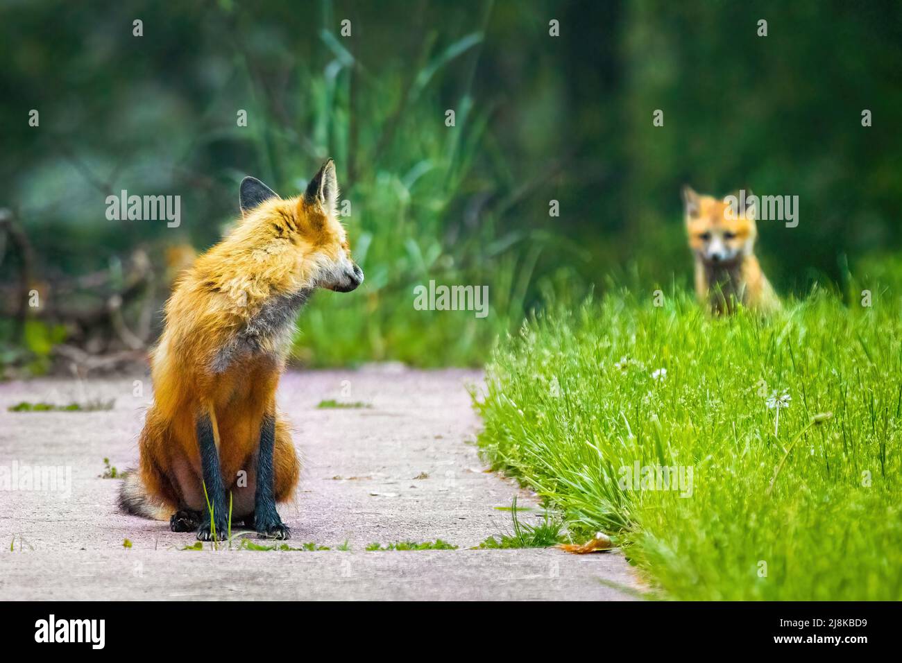 Renarde avec petit renard sur Banque de photographies et d’images à