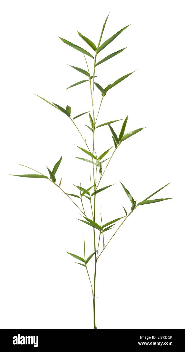 plante de bambou, feuillage de branche avec des feuilles vertes isolées sur fond blanc Banque D'Images