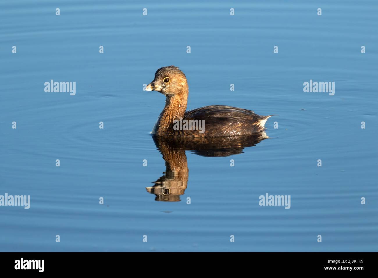 Gros plan sur le grebe à bec de pied (Podilymbus podiceps) Banque D'Images
