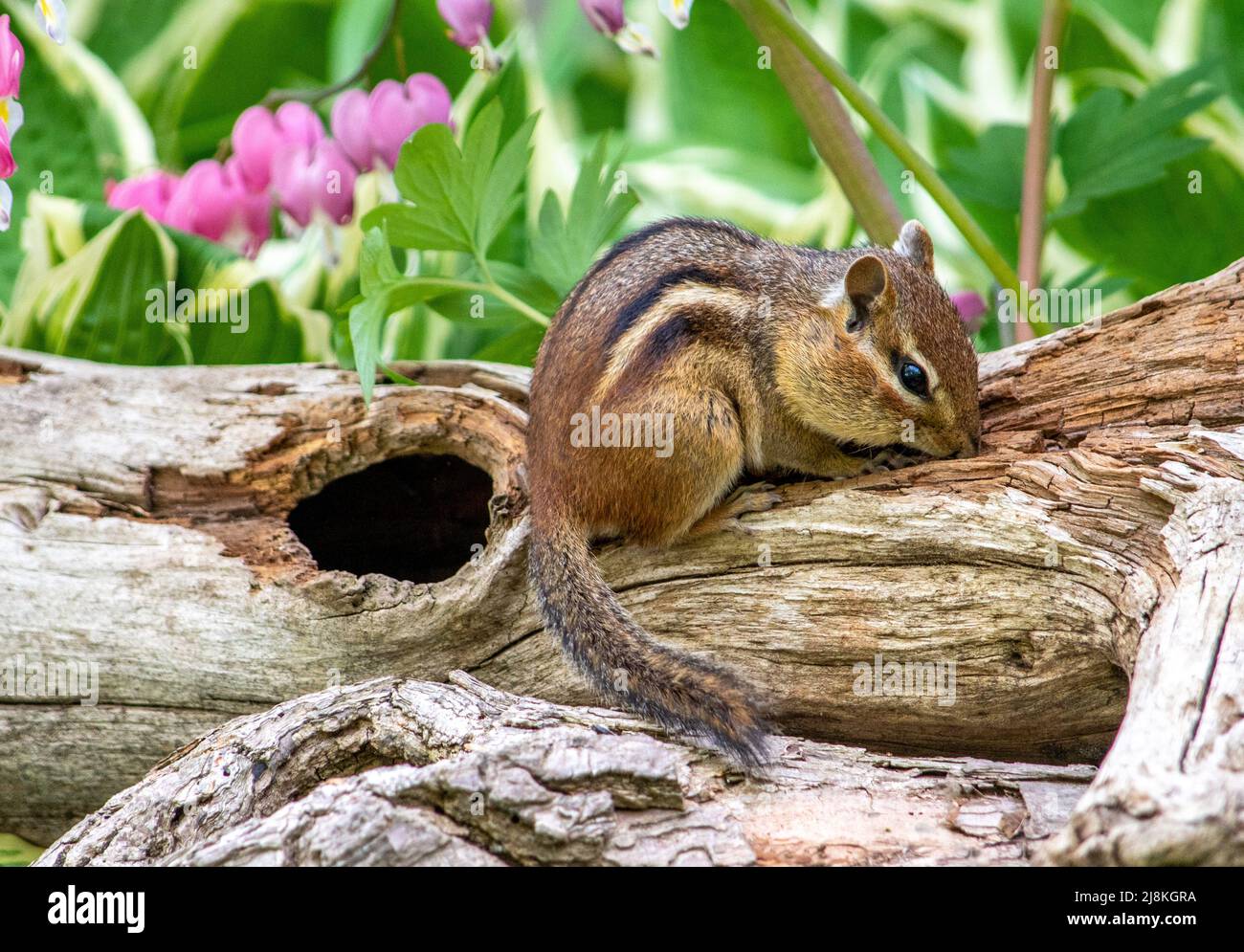 Chipmunk vérifie un bois creux rustique, à la recherche de graines et de bugs à manger Banque D'Images