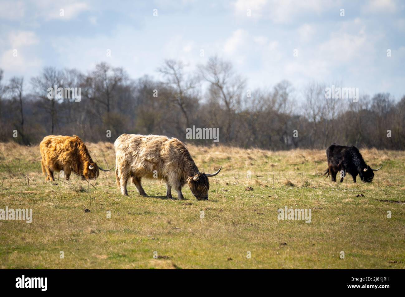 Trois bovins en pâturage dans les hautes terres de la campagne belge Banque D'Images