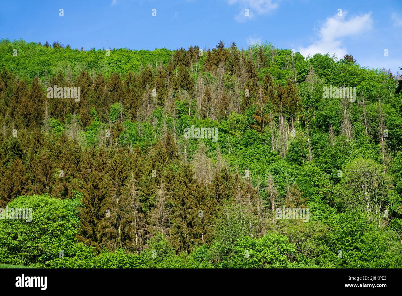 Dépérissement des forêts, les conifères meurent en raison de la sécheresse et du changement climatique, Bourscheid, district de Diekirch, Ardennes, Luxembourg, Europe Banque D'Images
