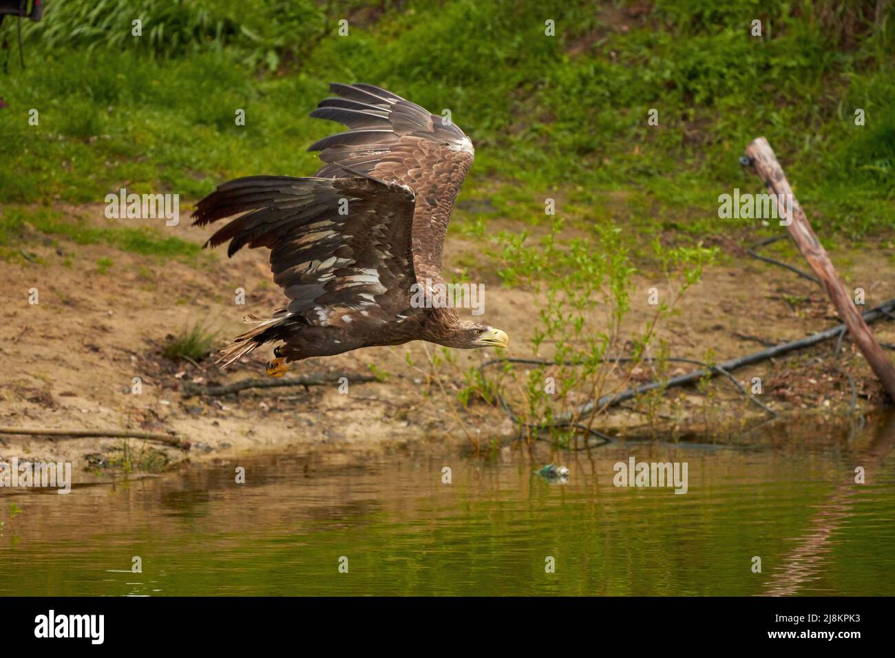 Un aigle à tête blanche de chasse vole au-dessus de la surface de l'eau d'un lac vert à la recherche de poissons. Arbres en arrière-plan, réflexion, détail Banque D'Images
