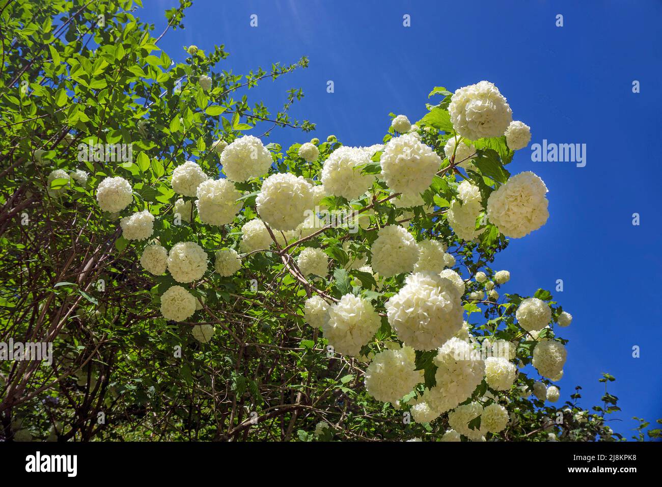 Boules de neige réelles (Viburnum opulus), variété Roseum, floraison, Bourscheid, district de Diekirch, Ardennes, Luxembourg, Europe Banque D'Images