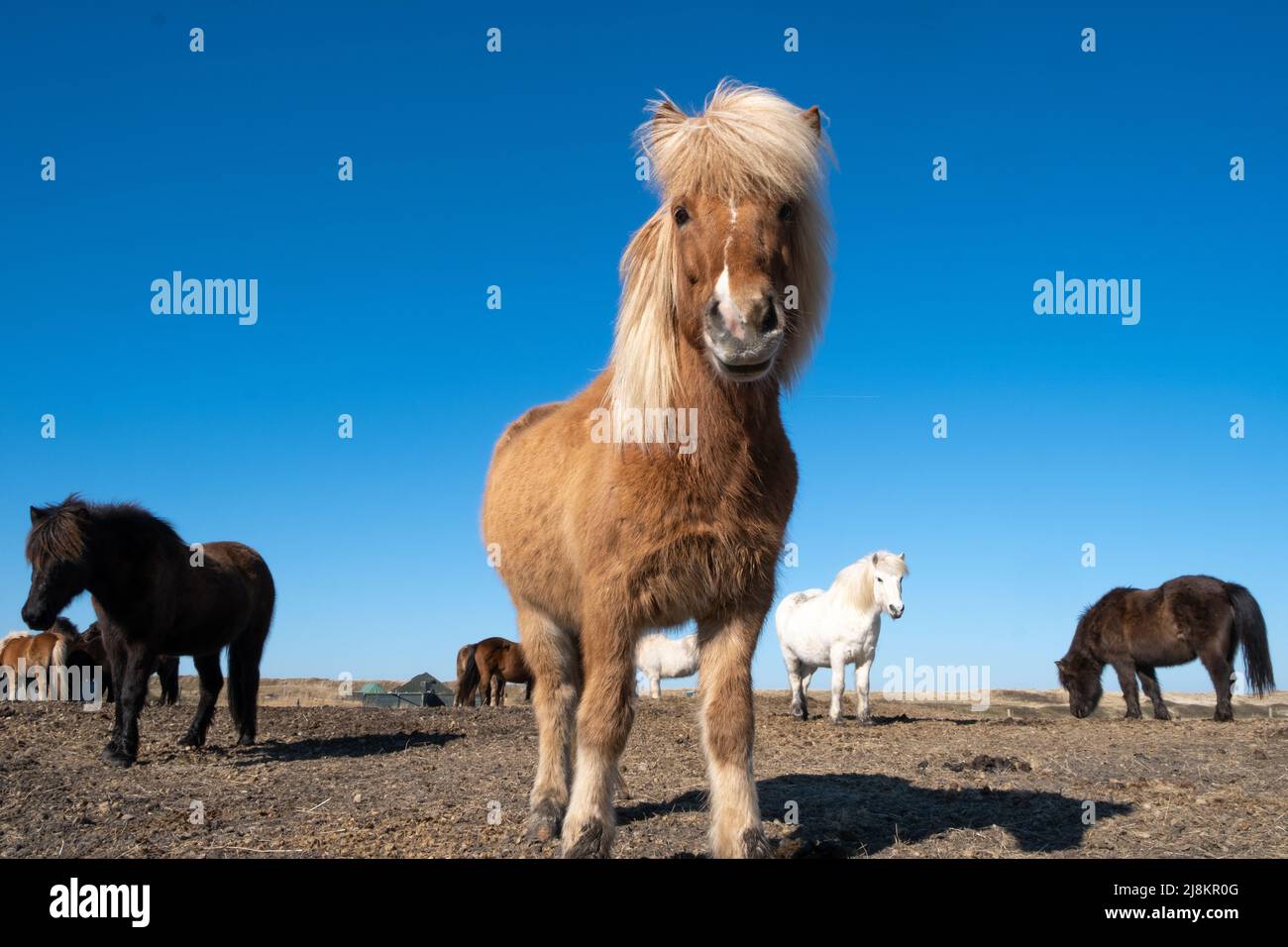 Chevaux islandais sur une prairie brune au printemps. Allemagne Banque D'Images