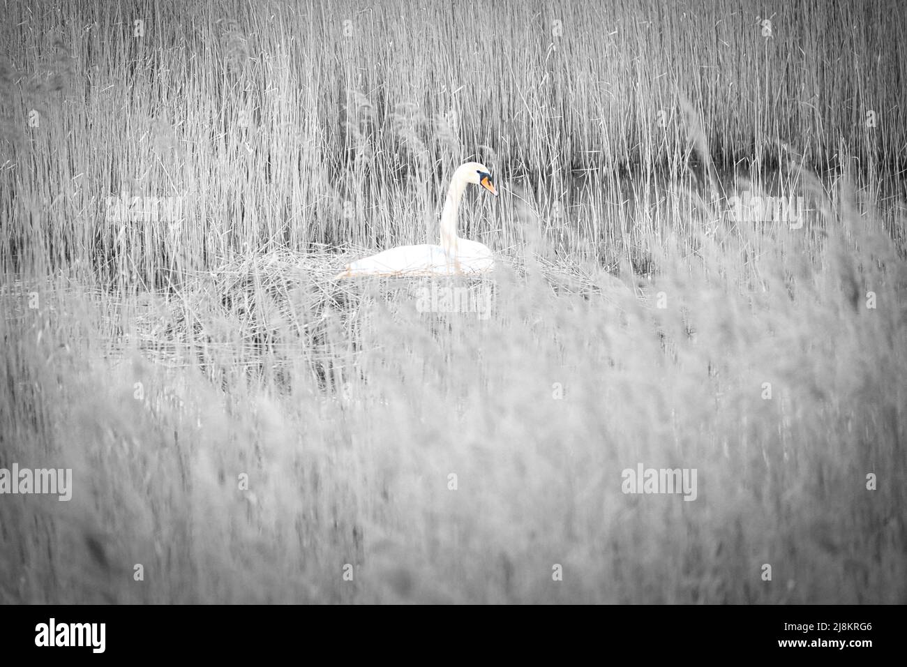 Muet cygne en noir et blanc, se reproduisant sur un nid dans les roseaux de la DARRS près de Zingst. Animaux sauvages dans la nature. Oiseaux élégants Banque D'Images