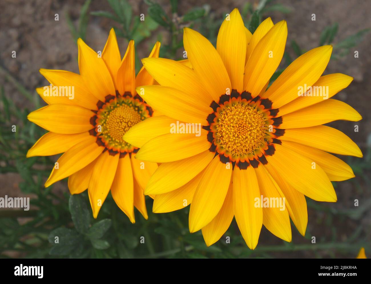 Gazania rigens dans un jardin, Szigethalom, Hongrie Banque D'Images