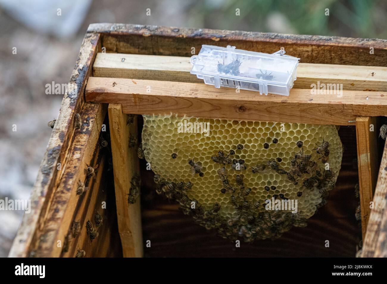 Vue opposée de l'intérieur d'une ruche avec foyer sélectif. Banque D'Images